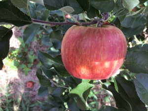 長野県小布施町・産地直送のりんご通販ショップ｜Su-eat Farm APPLE（スイートファーム・アップル）|シナノスイート