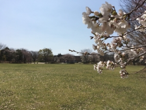 小布施町のハイウェイオアシスの桜も咲きました！