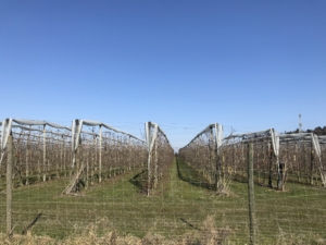 南ドイツ 視察 でのりんご畑風景