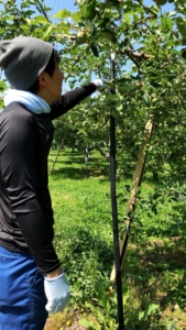 新人の安田さんに りんご作業を指導