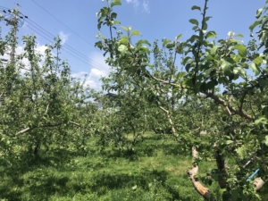 りんご畑の現在の風景
