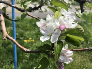 りんごの花も咲き始めました