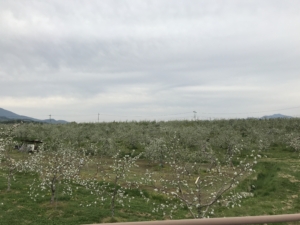 飯綱高原のりんご畑