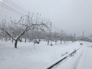 小布施町も 雪が積もりました。りんごの畑の様子です