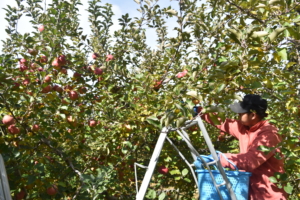 りんご　サンふじ　収穫しています