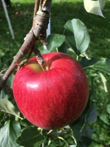 長野県小布施町・産地直送のりんご通販ショップ｜Su-eat Farm APPLE（スイートファーム・アップル）|紅玉（こうぎょく）