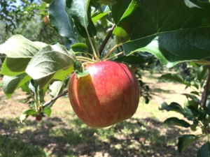 長野県小布施町・産地直送のりんご通販ショップ｜Su-eat Farm APPLE（スイートファーム・アップル）|つがる