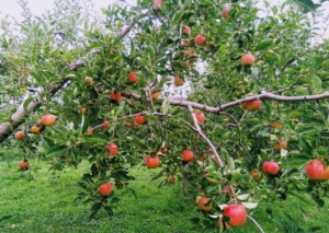 葉とらず りんご つがる 収穫最盛期